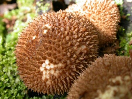 Puffball fungi.Photograph courtesy of Beverley Rhodes.